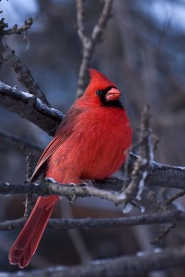 Cardinal Rouge_Northern Cardinal_5638