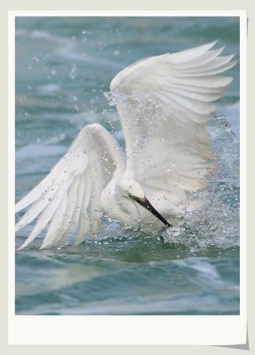  Little Egret