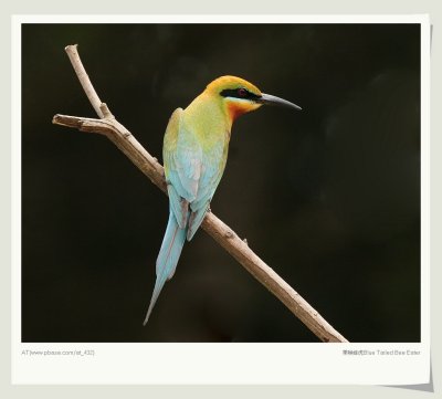 仢 Blue-tailed Bee-eater