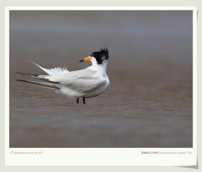 ˷ͷŸ Chinese Lesser Crested Tern
