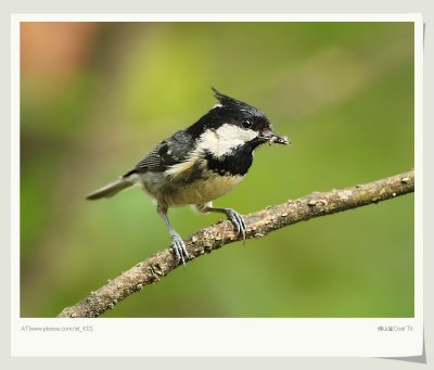 úɽȸ Coal Tit