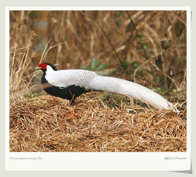  Silver Pheasant