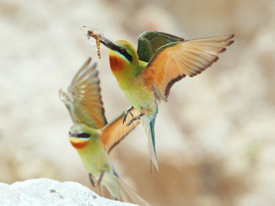 仢 Blue-tailed Bee-eater