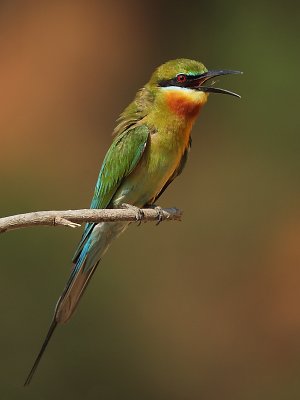 ߳ Blue-tailed Bee-eater