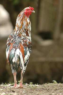 fighting_cock.jpg