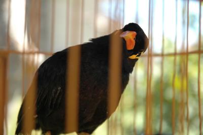 resort_bird.JPG