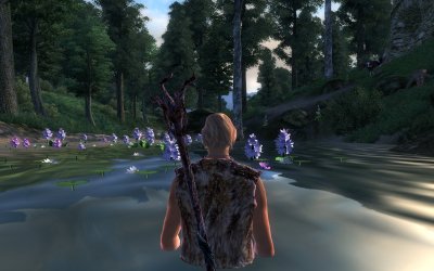 Wading for Lilies