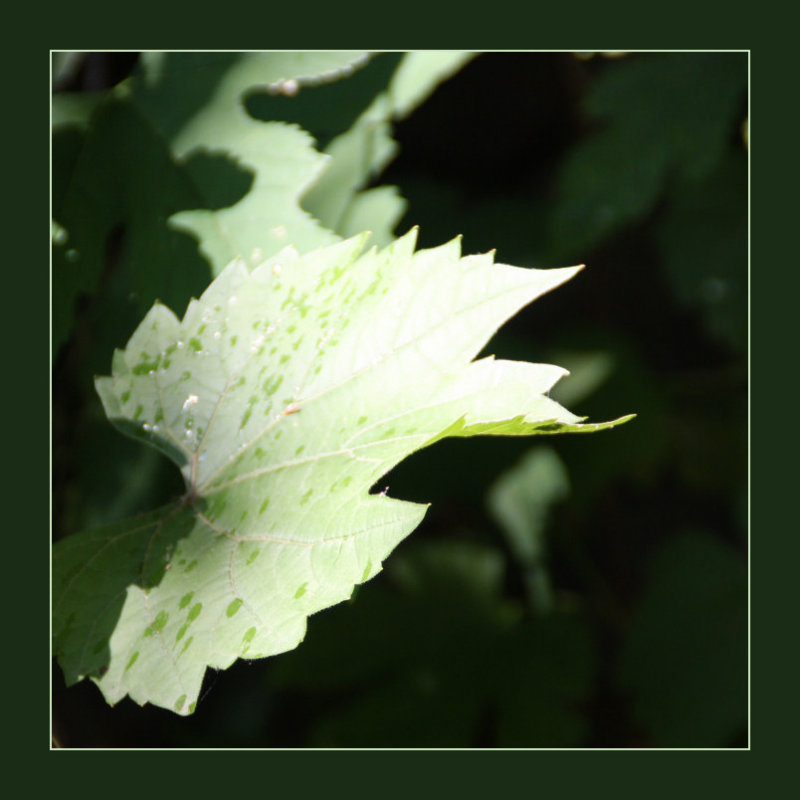 summer leaf
