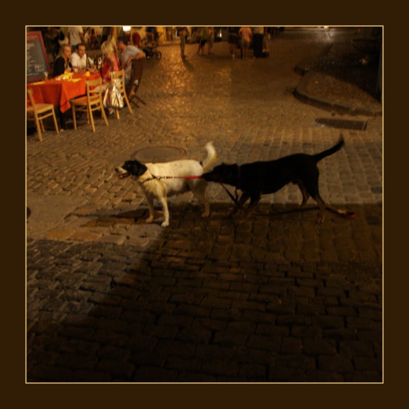 dog walking the dog