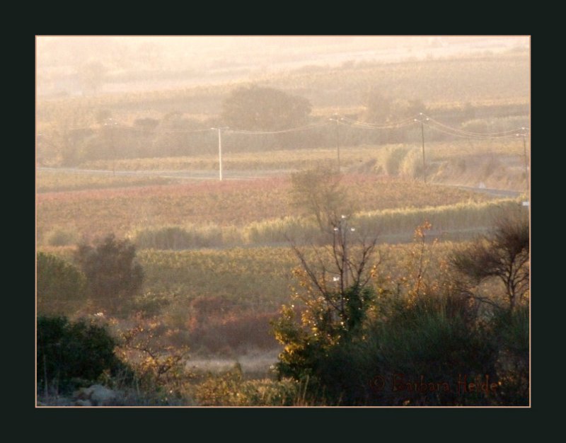 evening mood in the vines