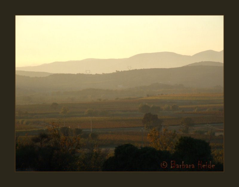 evening mood in the vines