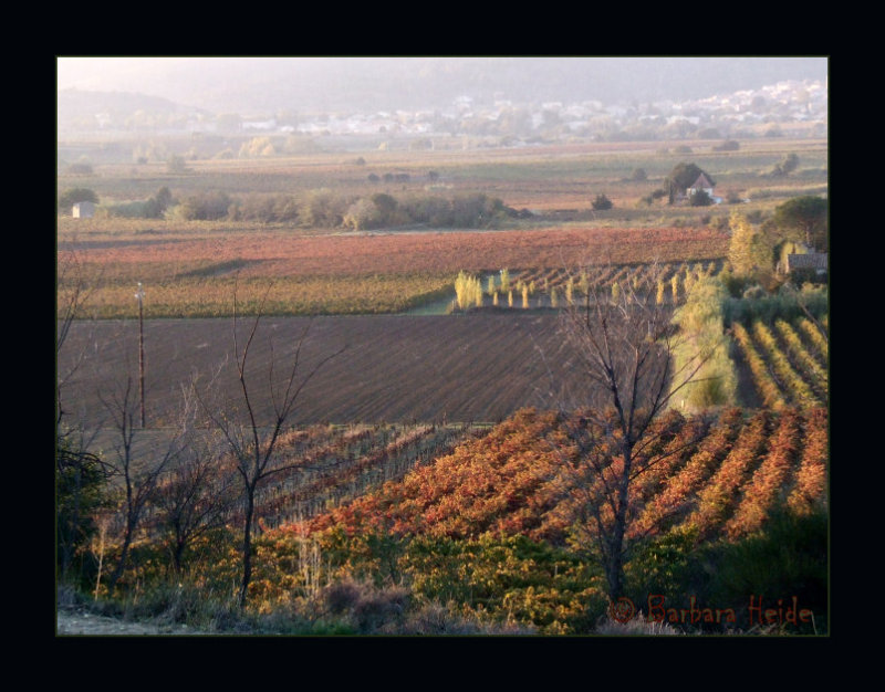 evening mood  in the vines
