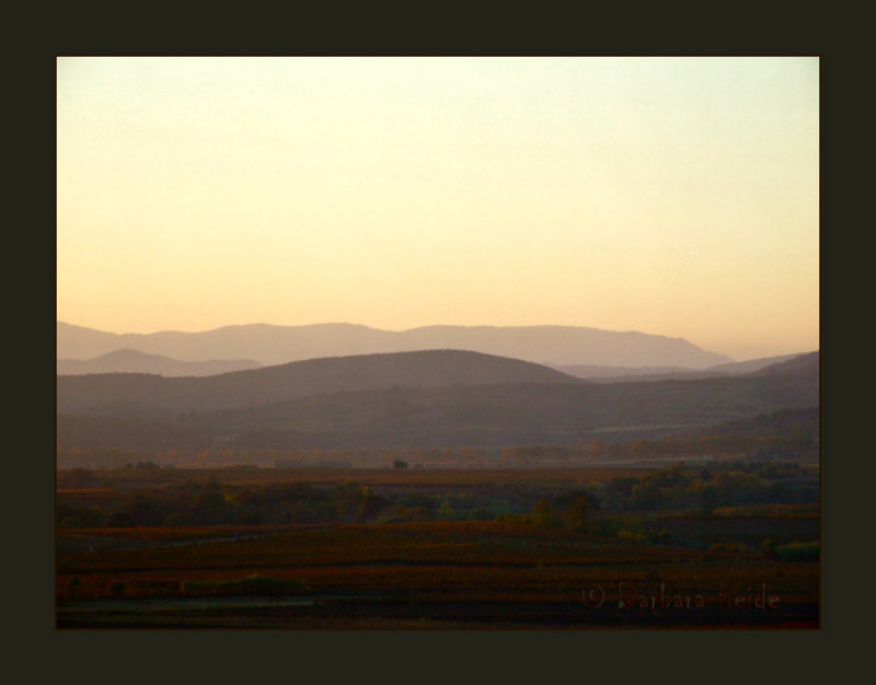 evening mood in the vines...
