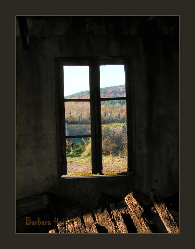afternoon light in the stable