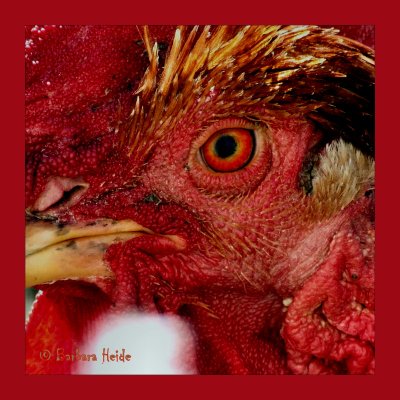little red rooster