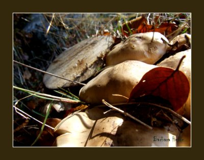 mushrooms