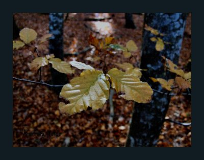 beech tree