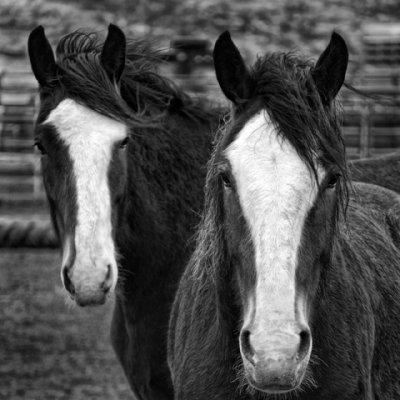 Draft Horses