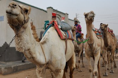 027 camel ride - Nubian Village.jpg