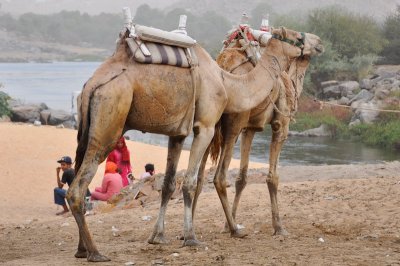 029 camel ride - Nubian Village.jpg