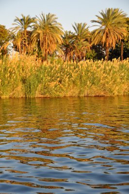 053 Nile Reeds.jpg