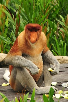 Proboscis monkey