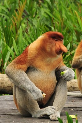 Proboscis monkey