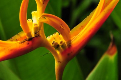 Tropical plants