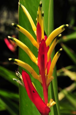 Tropical plants