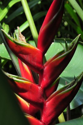 Tropical plants