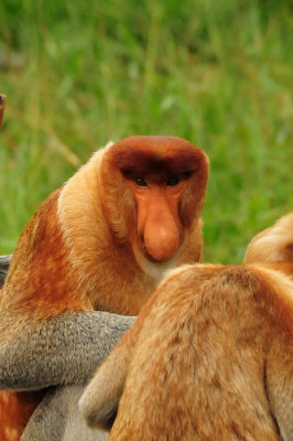 Proboscis monkey