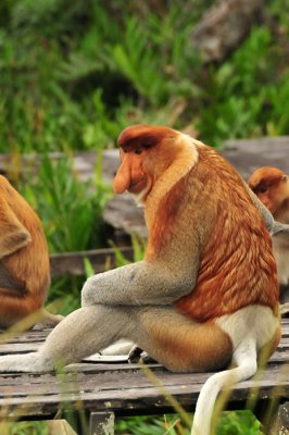 Proboscis monkey
