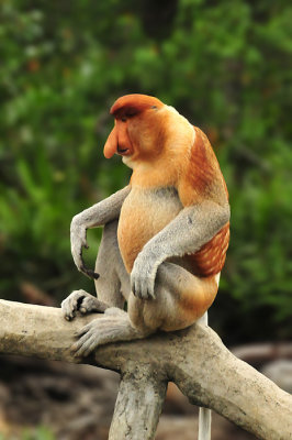 Proboscis monkey