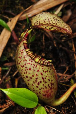 Pitcher plant