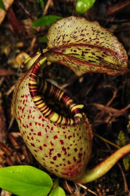 Pitcher plant