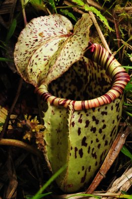 Pitcher plant