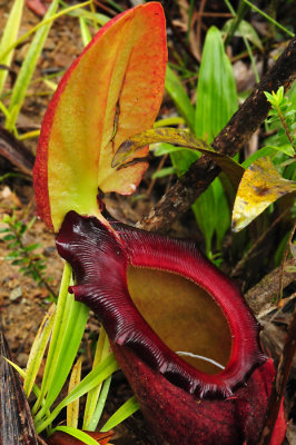 Pitcher plant