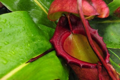 Pitcher plant