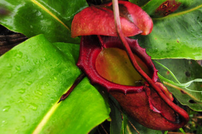 Pitcher plant