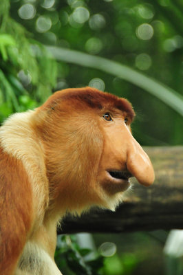 Proboscis monkey