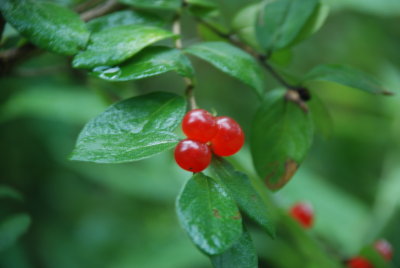 Berries of Summer