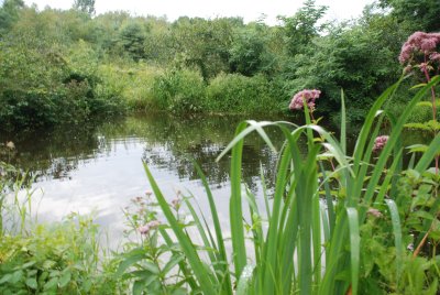 Firepond