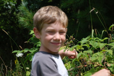 Blackberries