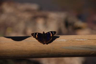 Butterfly in Iguazu