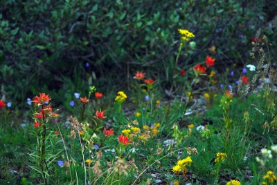 wildflowers 1