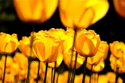 chrome yellow tulips