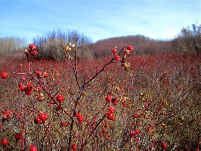 wild rose hips 