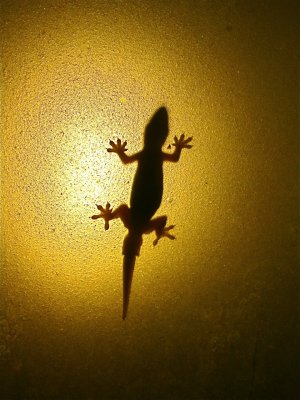 gecko visitor