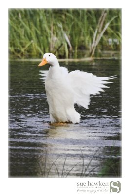 Local duck