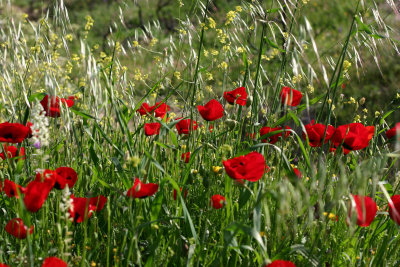 Spring poppies